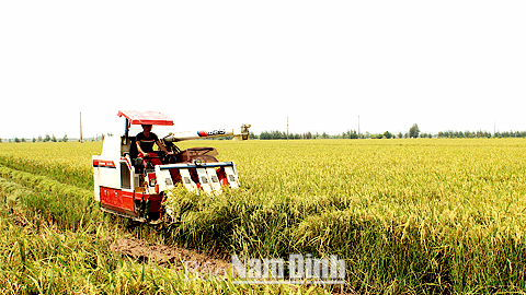 Cty TNHH Cường Tân thuê gom, tích tụ 300ha đất 2 lúa tập trung ở huyện Trực Ninh và Xuân Trường để sản xuất lúa giống và cây vụ đông hàng hóa. 