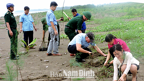 Cán bộ Sở NN và PTNT phối hợp cùng cán bộ, chiến sĩ biên phòng trồng phi lao tại khu vực rừng ven biển xã Nghĩa Phúc (Nghĩa Hưng). 