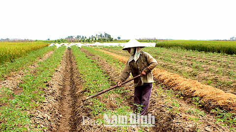 Mô hình liên kết sản xuất rau an toàn VietGAP giữa Cty Đầu tư thương mại Tuệ Hương và các hộ nông dân xã Yên Dương (Ý Yên).