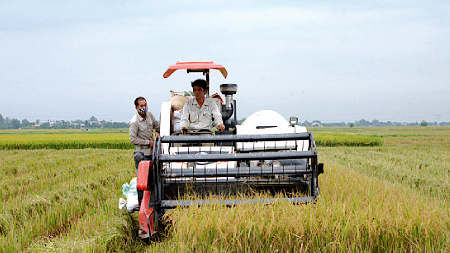 Nông dân xã Minh Tân (Vụ Bản) tranh thủ thu hoạch lúa mùa, chuẩn bị cho sản xuất vụ đông 2015. Ảnh: Thanh Tuấn