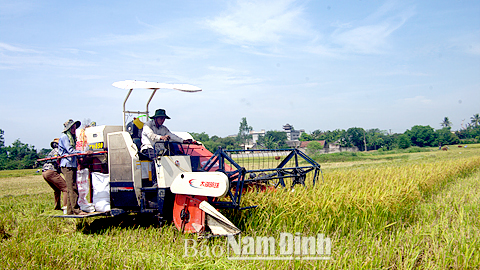 Nông dân xã Đại An (Vụ Bản) thu hoạch lúa mùa.