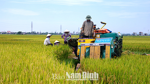 Xã viên HTXDVNN Kiên Trung, xã Hải Hưng thu hoạch lúa mùa bằng máy gặt đập liên hợp. 