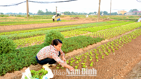 HTX Cốc Thành mỗi năm có thể trồng được 8-10 lứa rau, cho thu nhập từ 135-150 triệu đồng/ha.