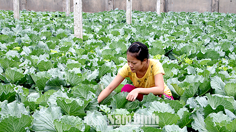 Nông dân xã Nghĩa Sơn trồng chăm sóc rau màu vụ đông. 