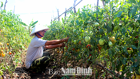 Gia đình anh Phạm Văn Quyền, xóm 6, xã Nam Điền thu lãi khoảng 40-50 triệu đồng từ cây cà chua đông sớm.