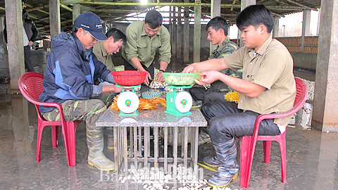 Phân loại ngao cung ứng ra thị trường tại Cty TNHH Cửu Dung, Giao Xuân (Giao Thuỷ).