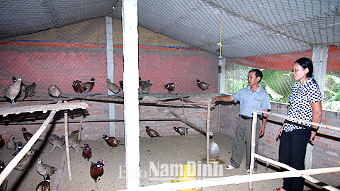 Trang trại Chim Trĩ Đỏ Hà Nội | Tay Ho