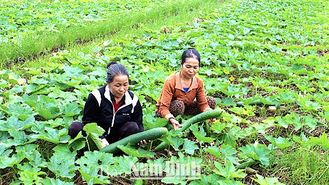 Nông dân xã Nghĩa Hồng (Nghĩa Hưng) thu hoạch bí xanh.