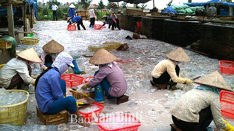 Chế biến sứa tại Cty TNHH Chế biến thủy, hải sản Hùng Vương, xã Giao Hải.