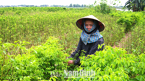 Xã viên HTXDVNN Tân Thành (Vụ Bản) thu hoạch rau ngót.