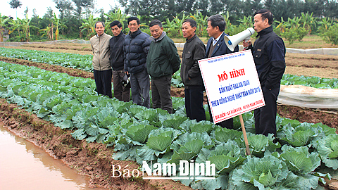 Mô hình sản xuất rau an toàn theo công nghệ Nhật Bản tại xã Xuân Kiên (Xuân Trường).