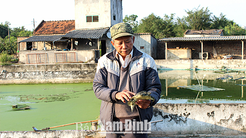 Mô hình nuôi ba ba mỗi năm cho thu nhập trên 400 triệu đồng của CCB, đảng viên Nguyễn Duy Lữ, xã Hồng Quang (Nam Trực).