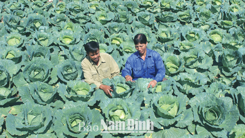 Thu hoạch bắp cải tại xã Nam Điền (Nghĩa Hưng).