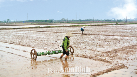 Nông dân xã Nam Mỹ (Nam Trực) gieo sạ hàng lúa Dự hương trên cánh đồng mẫu lớn.