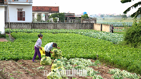 Nông dân xã Giao Phong (Giao Thủy) thu hoạch rau màu vụ đông.
