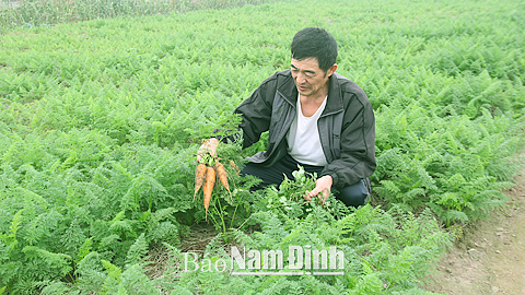 CCB Trần Trung Dũng, xóm Xuân Hương, xã Hải Triều (Hải Hậu) thu hoạch rau màu tại trang trại của gia đình. 