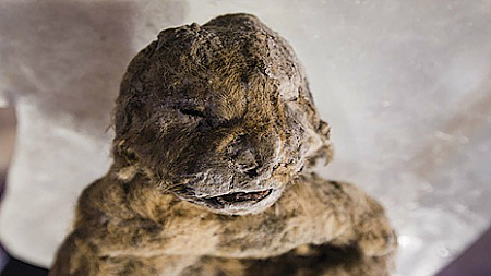  Sư tử hang động con vẫn giữ nguyên lớp lông bao phủ bên ngoài sau 12.000 năm nằm dưới lớp băng. Ảnh: Siberian Times.
