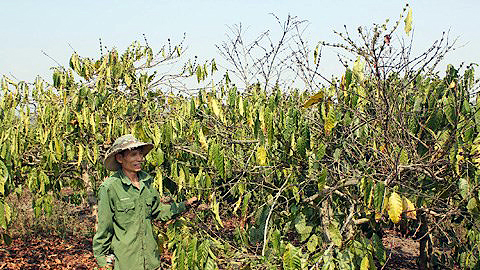 Nhiều diện tích cây cà phê ở Đắk Lắk bị chết do thiếu nước tưới. 