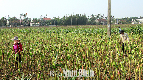 Mô hình trồng ngô đông trên đất 2 lúa tại xã Hải Đường.