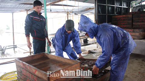 Nhập cá bống bớp giống tại hộ của anh Nguyễn Văn Sơn, khu 6, Thị trấn Rạng Đông (Nghĩa Hưng).