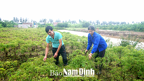 Mô hình trồng đinh lăng theo tiêu chuẩn VietGAP tại xã Giao An.