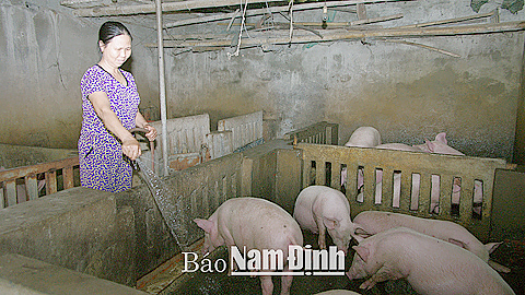 Được vay vốn từ nguồn Quỹ HTND, gia đình chị Trần Thị Quả, hội viên chi hội HND xóm 16, xã Xuân Vinh đầu tư chăn nuôi, cho thu nhập ổn định.
