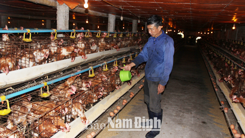 Trang trại nuôi gà đẻ trứng đạt tiêu chuẩn VietGAHP của ông Nguyễn Văn Công, xã Hải Xuân.