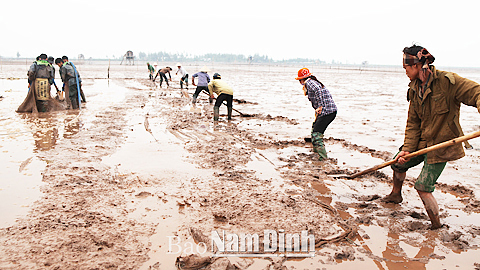 Người dân xã Giao Thiện (Giao Thủy) thu hoạch ngao. Ảnh: Do cơ sở cung cấp