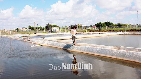 Nông dân xã Nam Điền (Nghĩa Hưng) chăm sóc tôm.