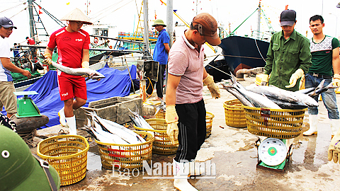 Thu hoạch cá sau chuyến khai thác xa bờ của tàu anh Nguyễn Văn Ngọc, xã Hải Xuân (Hải Hậu).