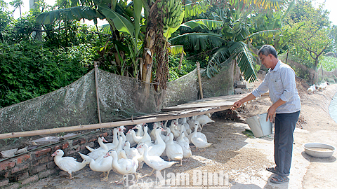 Mô hình chăn nuôi ngan giá trị kinh tế cao của ông Đặng Văn Dương, xóm 5, xã Giao Hải (Giao Thủy).