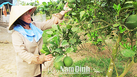 Chăm bón cây bưởi da xanh tại trang trại của gia đình bác Trần Văn Ấp thôn La Chợ, xã Mỹ Tiến.