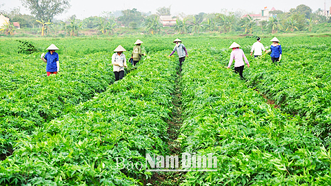 Dược Liệu Chuẩn GACPWHO Yếu Tố Cấu Thành Nhất Nam Hoàn Nguyên Bì