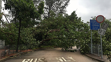 Cây đổ do bão Nida tại Hồng Công (Trung Quốc), ngày 2-8-2016. (Ảnh: CNN)