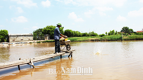 Ông Hoàng Minh Thiện, xóm 19, xã Xuân Vinh cho cá ăn.