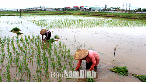 Nông dân xã Nam Cường (Nam Trực) khắc phục thiệt hại lúa mùa sau bão số 1.