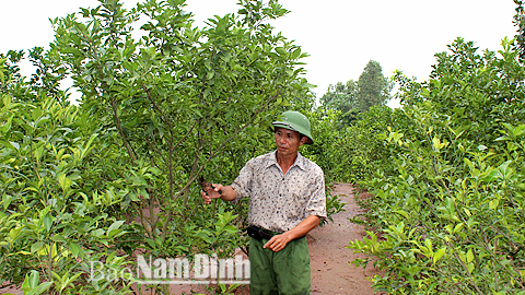 Nông dân xã Yên Hưng (Ý Yên) trồng cam Đường Canh cho hiệu quả kinh tế cao.