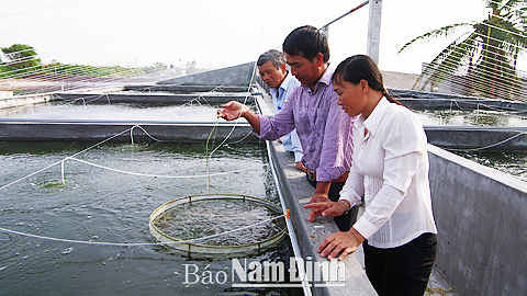 Mô hình nuôi tôm thẻ chân trắng trong bể xi-măng của gia đình anh Nguyễn Văn Cường, thành viên CLB NTTS số 2 xã Hải Đông cho hiệu quả thu nhập cao.