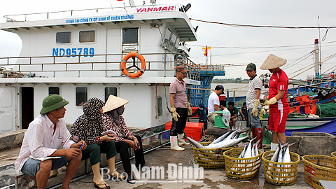 Thành quả sau chuyến vươn khơi dài ngày bằng tàu vỏ thép của anh Phạm Văn Khuyến, xã Hải Chính (Hải Hậu).