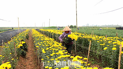 Vùng trồng hoa của xã Mỹ Tân (Mỹ Lộc).