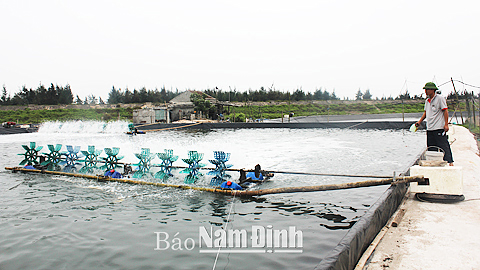 Anh Trần Kim Giáp, xóm Văn Lý, xã Hải Lý (Hải Hậu) tăng cường quạt nước tạo ô-xy và bổ sung các khoáng chất cho đàn tôm thẻ chân trắng.