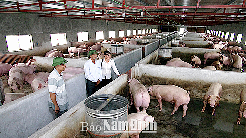Bình Phước 98 trang trại chăn nuôi heo chuồng kín công nghệ tự động  Tạp  chí Chăn nuôi Việt Nam