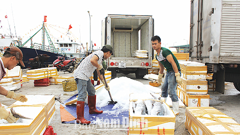 Bảo quản hải sản bằng đá xay đảm bảo chất lượng tại tàu của anh Phạm Văn Quyến, xã Hải Chính (Hải Hậu).