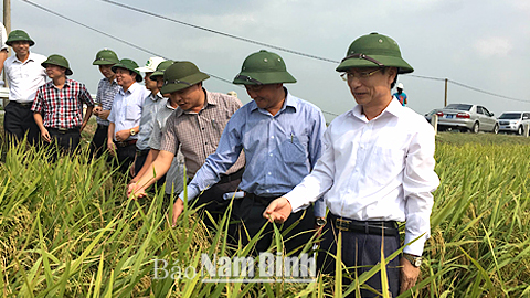 Đồng chí Phạm Đình Nghị, Phó Bí thư Tỉnh ủy, Chủ tịch UBND tỉnh kiểm tra, đánh giá năng suất lúa tại cánh đồng xã Hiển Khánh (Vụ Bản).