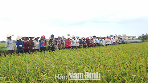 Tham quan mô hình canh tác lúa hiệu quả, bền vững và giảm phát thải tại xã Giao Hải (Giao Thủy).