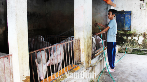 Chăn nuôi lợn tại một hộ nông dân xã Xuân Tiến (Xuân Trường).