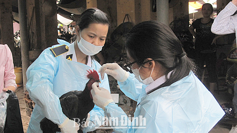 Cán bộ Chi cục Chăn nuôi và Thú y tỉnh lấy mẫu giám sát vi-rút cúm gia cầm tại chợ Cửa Trường (TP Nam Định).