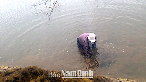 Khai thác rau câu tại VQG Xuân Thủy. 