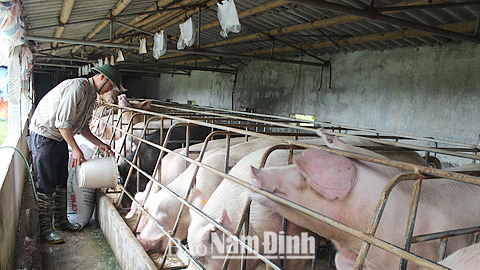 Trang trại chăn nuôi lợn công nghiệp của anh Mai Văn Nam, xã Giao Hải mỗi năm lãi trên 300 triệu đồng.