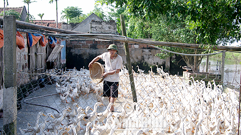 Trang trại nuôi vịt siêu trứng của gia đình anh Nguyễn Văn Hiệp, xóm Tây Đường 1 cho thu nhập bình quân 250-300 triệu đồng/năm.